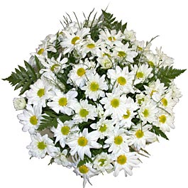 Daisies